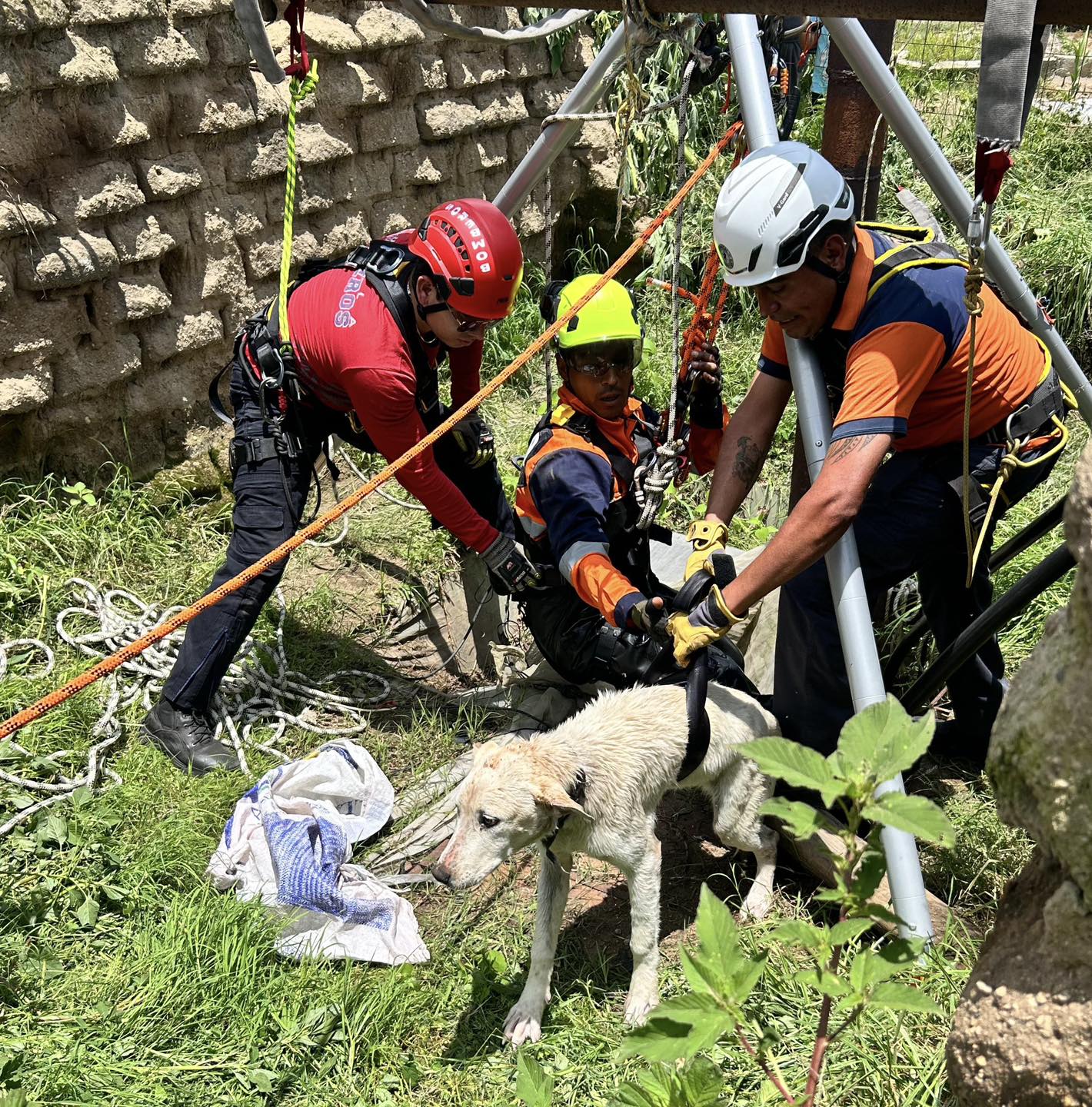 rescate perrito sach 2