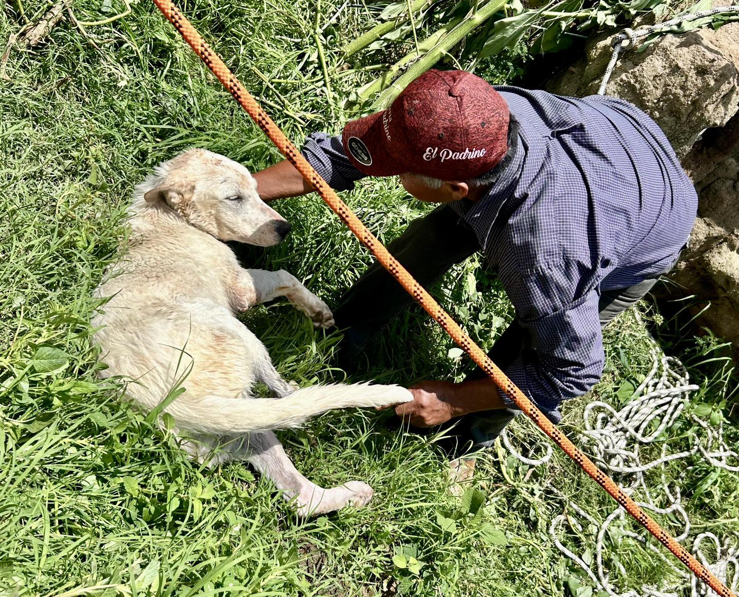 rescate perrito sach 4