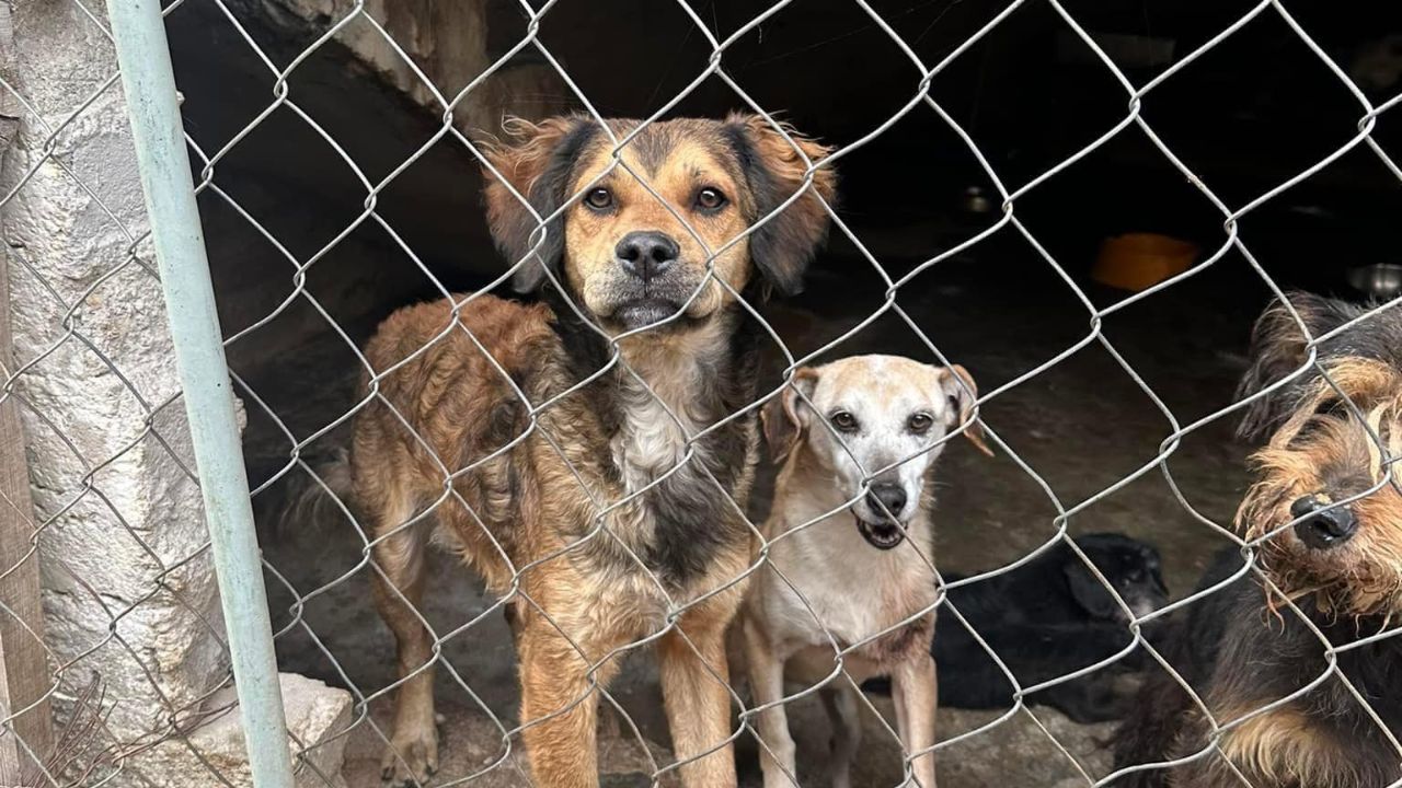 Foto: Cortesía Amenazan albergue Pergatuzoo con más de 1,500 animales; policías y CJNG involucrados