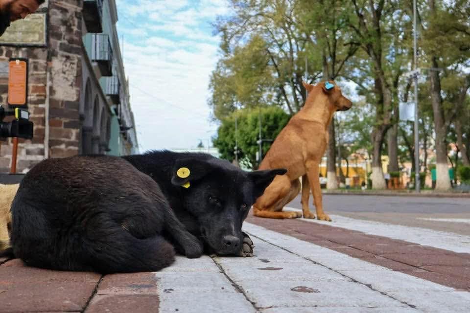 Sin presentar propuestas, PROPAET rechaza métodos de esterilización de organizaciones