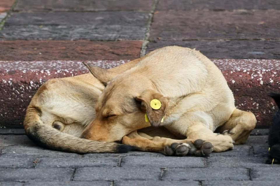 Exhorta OCPA a CBA a trabajar en políticas públicas de esterilización