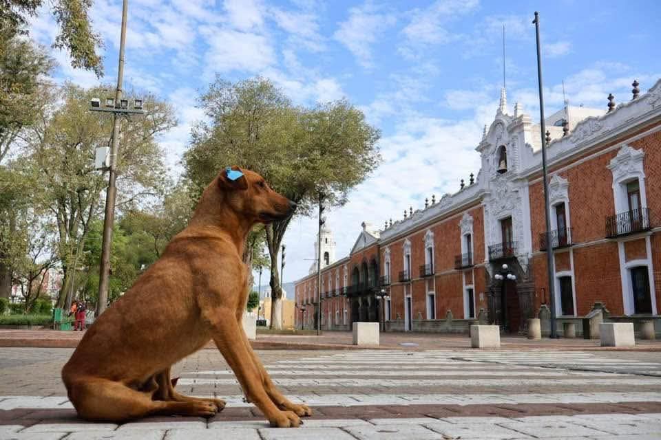 Foto: Cortesía Exhorta OCPA a CBA a trabajar en políticas públicas de esterilización