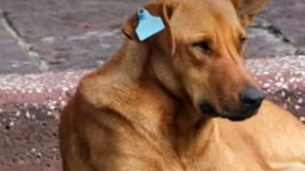 PROPAET Tlaxcala rechaza uso de aretes en perros callejeros