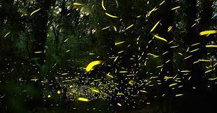 UATx sede del Simposio Internacional sobre Luciérnagas 2025 en Latinoamérica