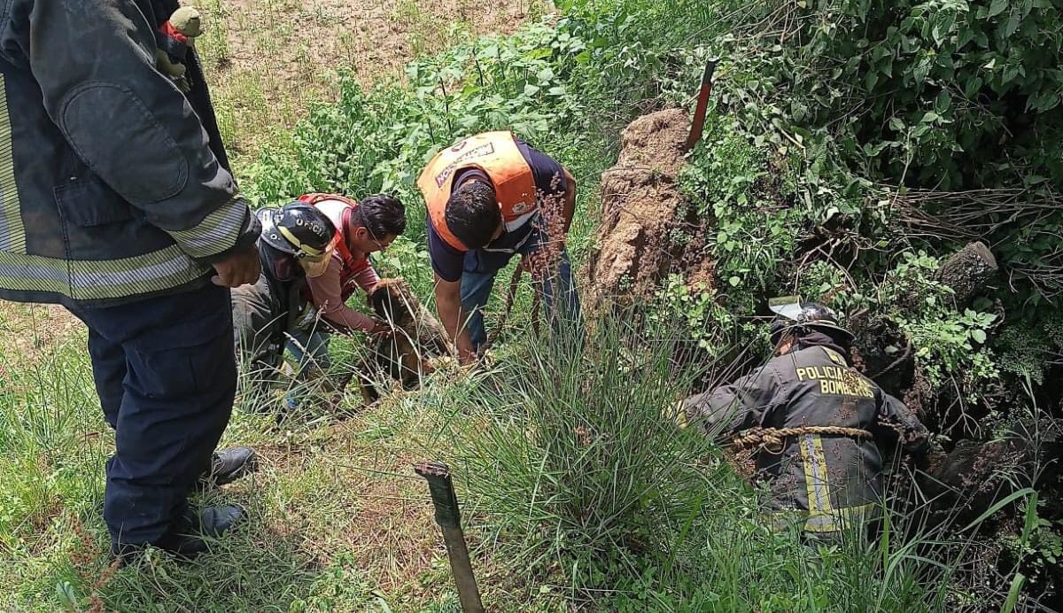 rescatan canito coronang3jpg 1