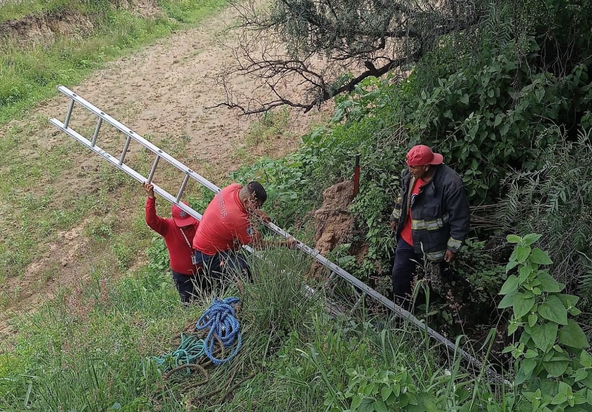 rescatan canito coronango 5