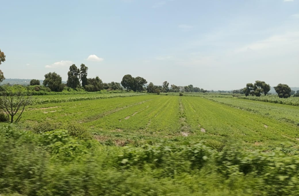Miles de hectáreas dañadas por lluvias en el campo de Tlaxcala