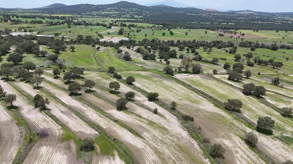 Exceso de lluvias afecta hasta mil hectáreas de cultivo en Tlaxcala; Gobierno activa plan emergente
