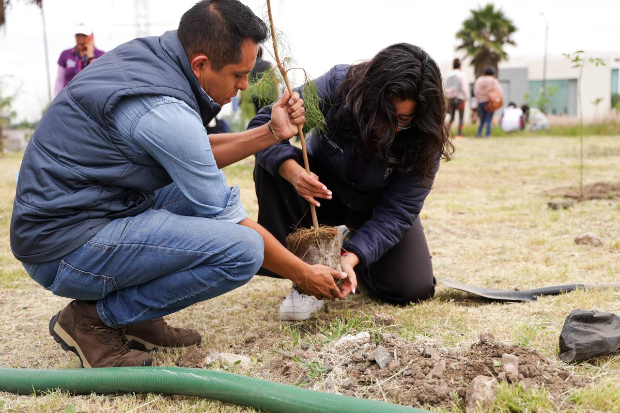 Comunicado oficial Continúa reforestación en San Andrés Cholula con más de 1,800 árboles sembrados