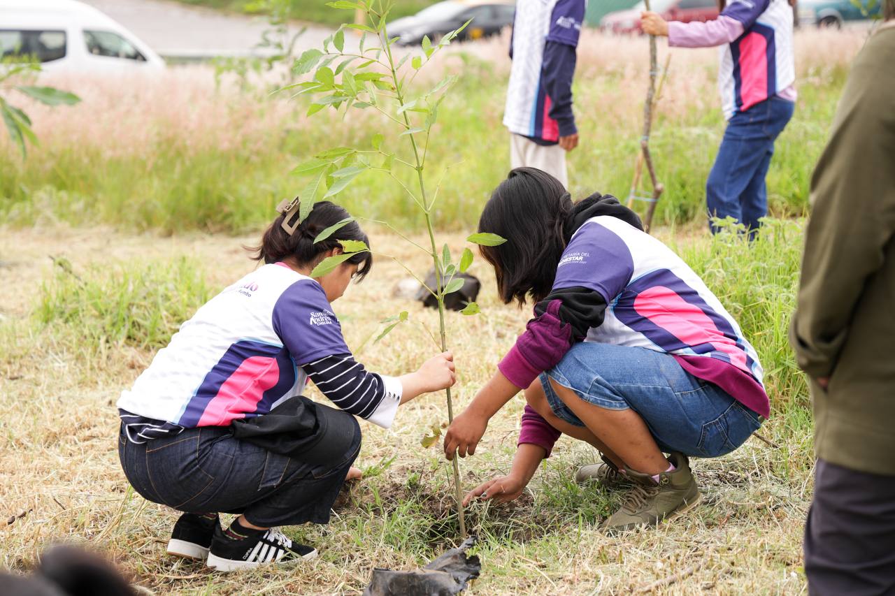 reforestacion sach 5