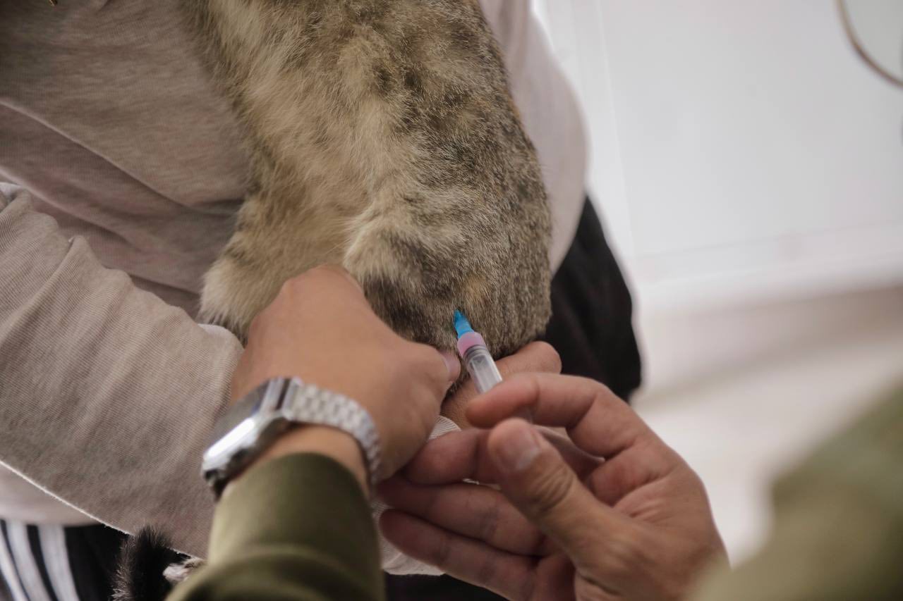 Refuerzan campaña gratuita de vacunación antirrábica en San Andrés Cholula