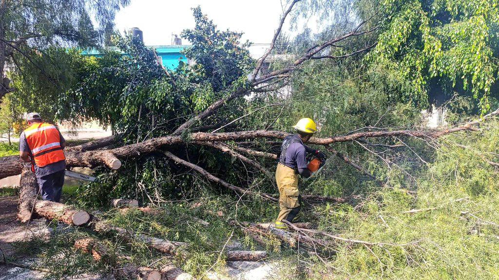 retiran arbol en momoxpan 3