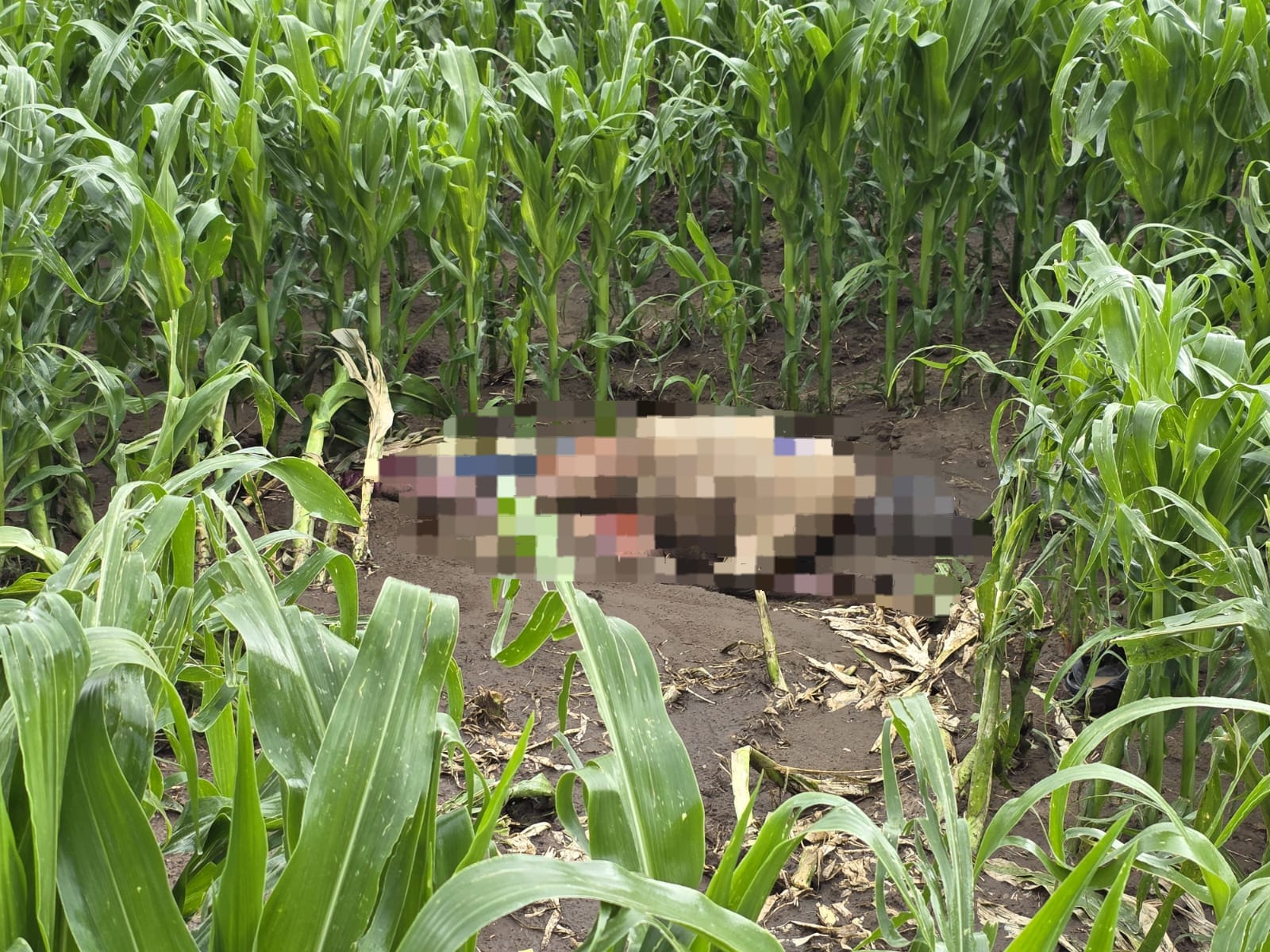 Hallan cadáver semienterrado en terrenos de Capulac, Tetla; estaría reportado como desaparecido