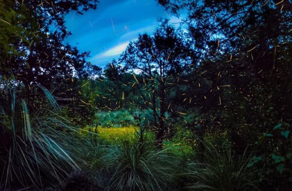 Hoteleros de Tlaxcala impulsan turismo con paquetes por luciérnagas