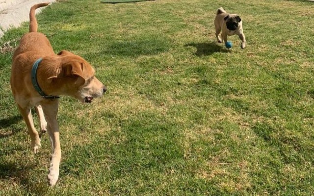 Foto: Cortesía Registro de mascotas en el Padrón de Perros y Gatos será voluntario en Puebla