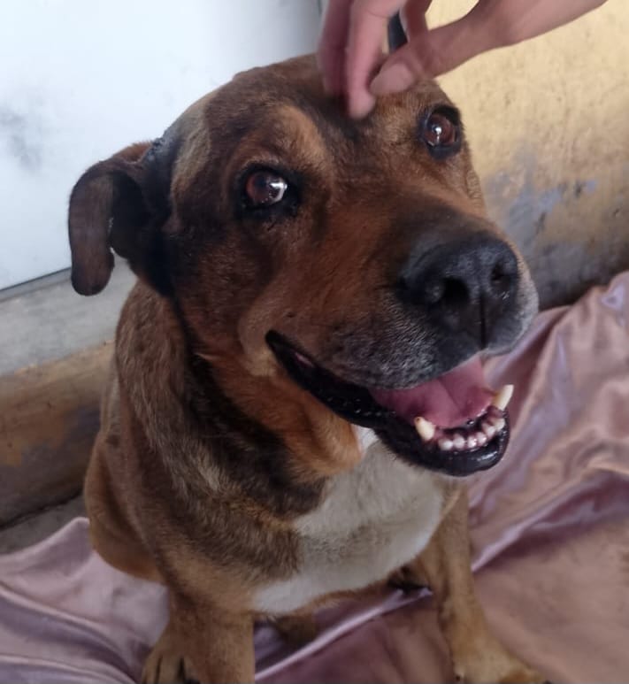 Comunicado oficial Centro de Bienestar Animal atiende a lomito agredido con arma punzocortante