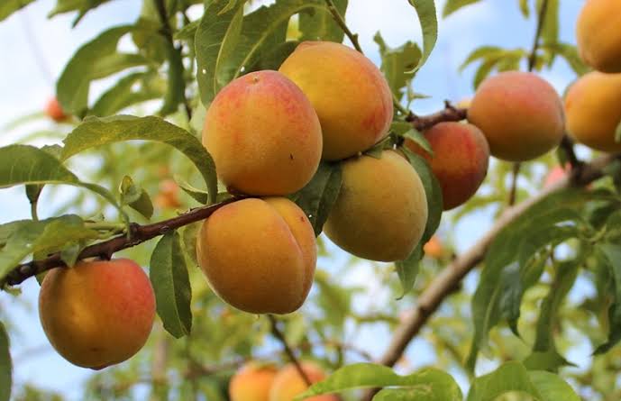 Clima afecta producción de durazno en Atltzayanca y pone en riesgo feria