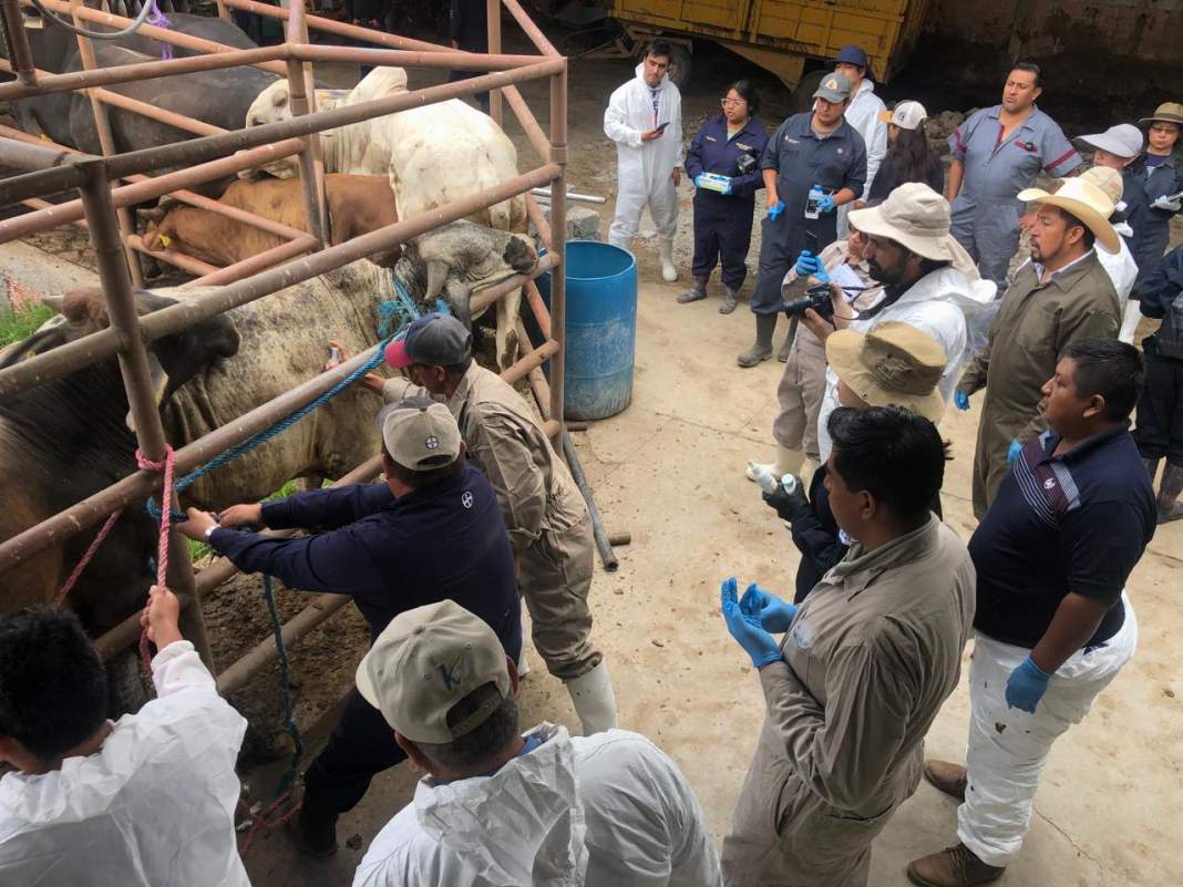 Tlaxcala refuerza defensa ganadera con simulacro contra plaga peligrosa