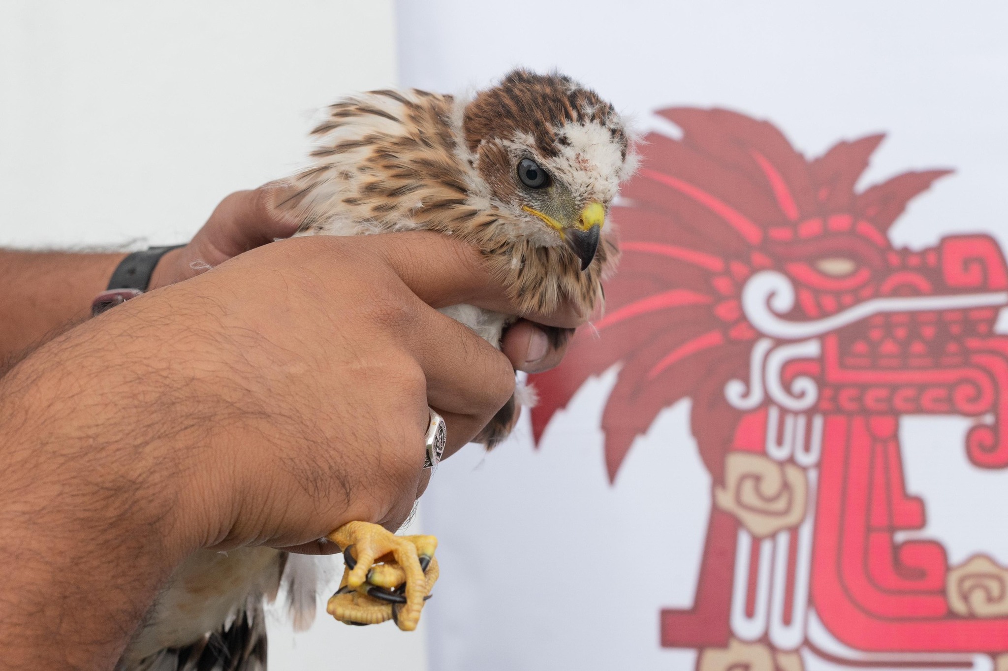 Por: Cortesía Lula Pineda Rescatan ejemplar de Gavilán de Cooper en el Cerro Zapotecas
