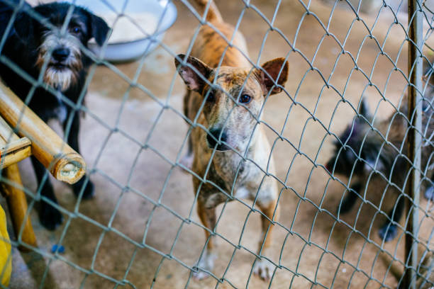 Foto: Cortesía Solo dos personas vinculadas a proceso por crueldad animal en Puebla, pese a más de 1,800 reportes