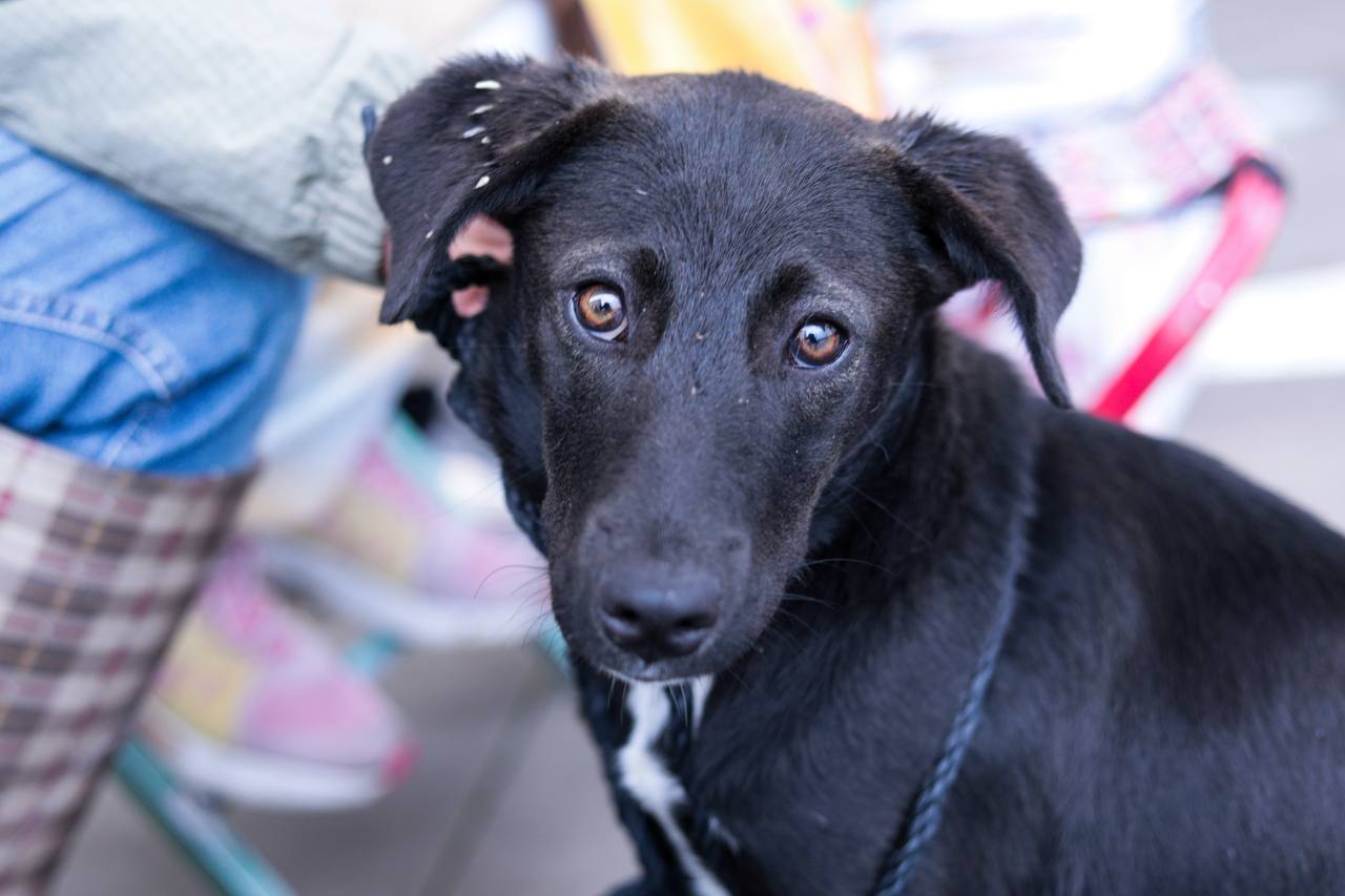 fomenta gct esterilizacion sach 3