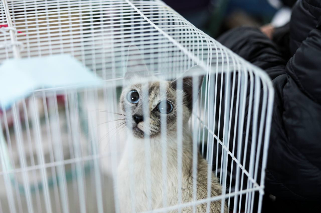 fomenta gct esterilizacion sach 4