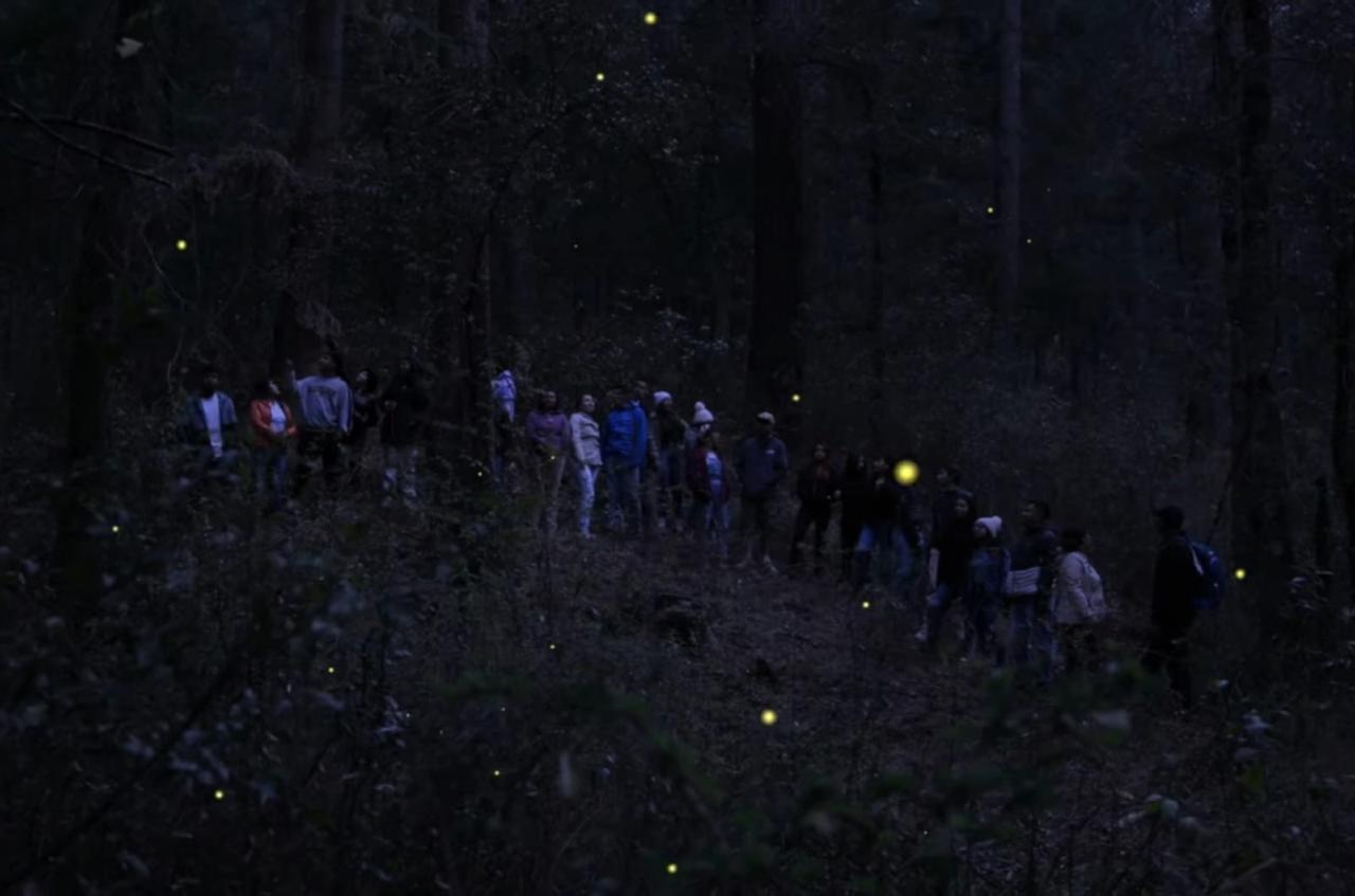 Temporada de Luciérnagas 2025 en Tlaxcala: Naturaleza y turismo sustentable
