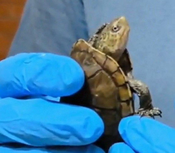 Rescatan y estudian tortuga protegida en Tlaxcala para conservar su hábitat natural