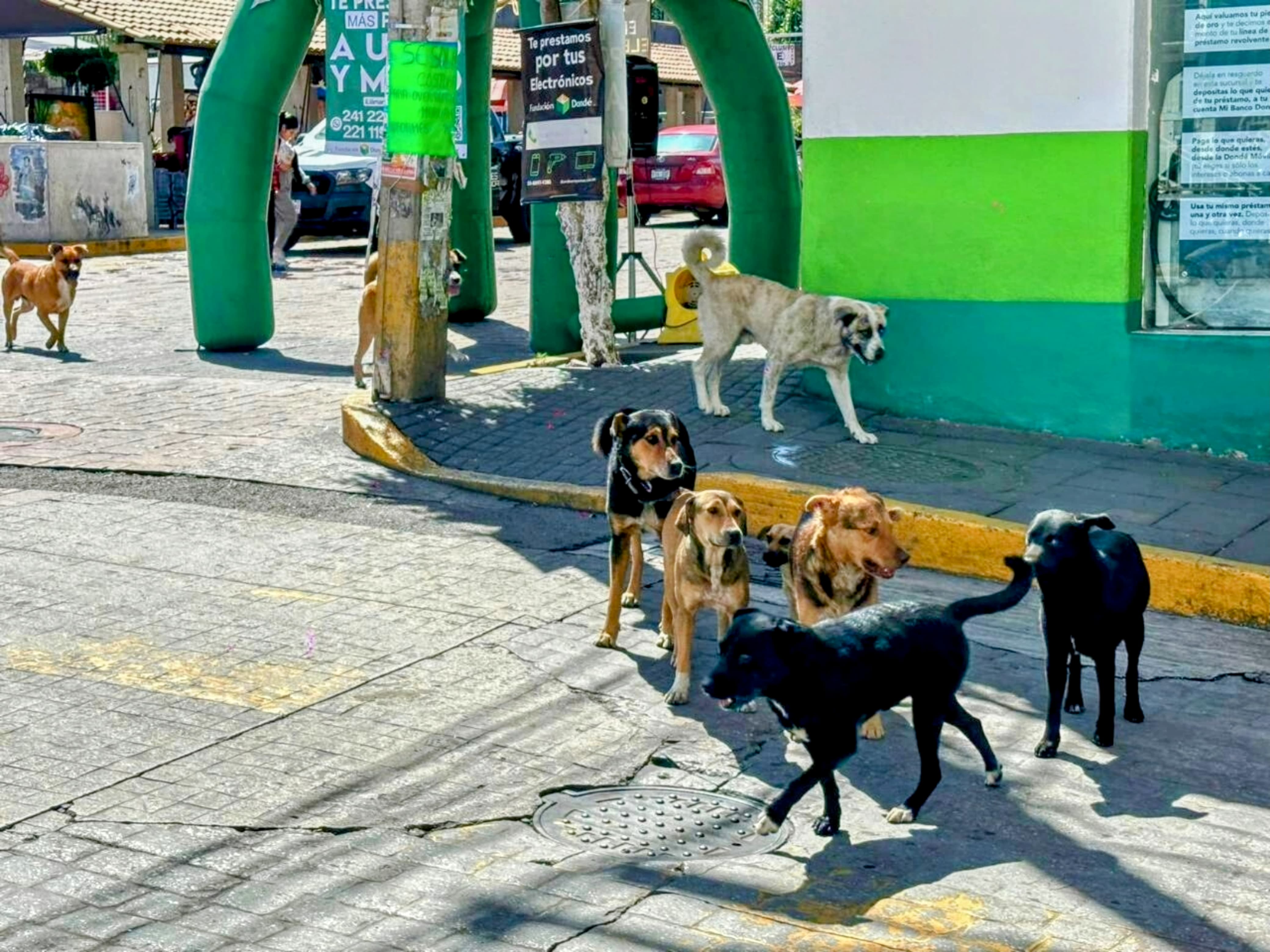 Escasa aplicación de políticas para animales en situación de calle : OCPA