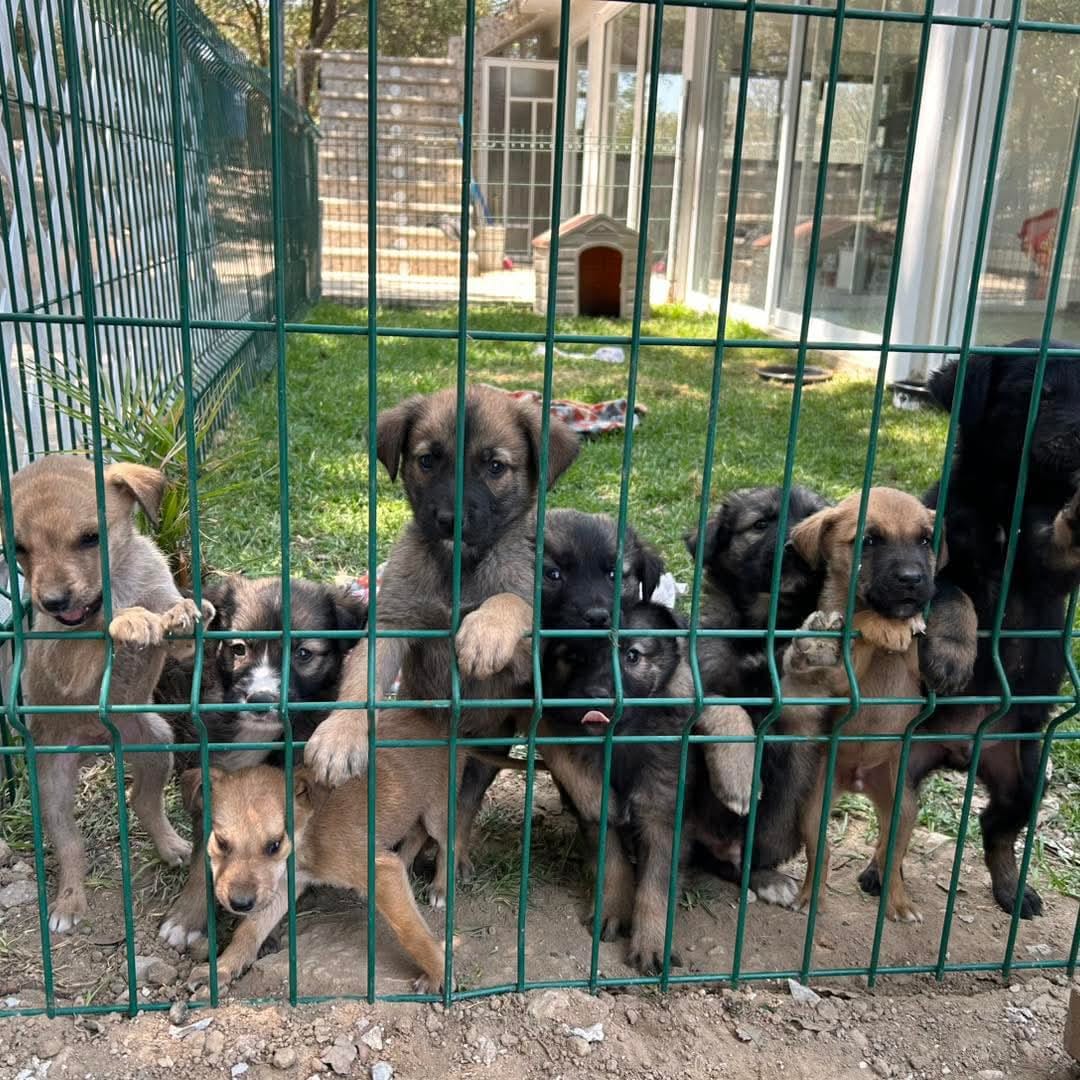 Abandono animal crece en Tlaxcala ante omisión de autoridades