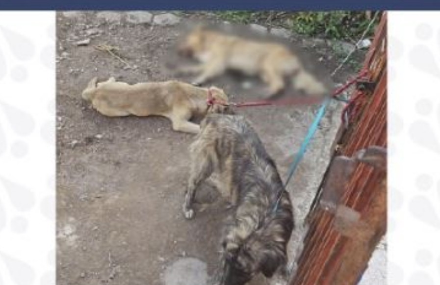 Foto: Cortesía Rescate de perros maltratados en Tehuacán
