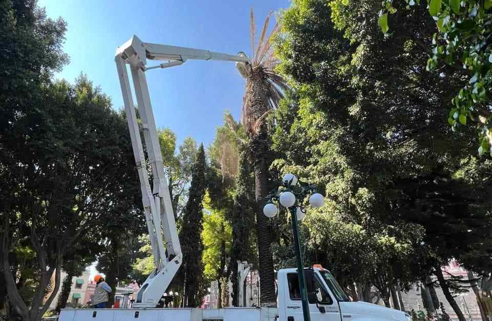 Foto: Cortesía Título *  Avanza retiro de palmeras enfermas en Puebla; van 80 por riesgo de colapso  Alias  Generar automáticamente desde el título