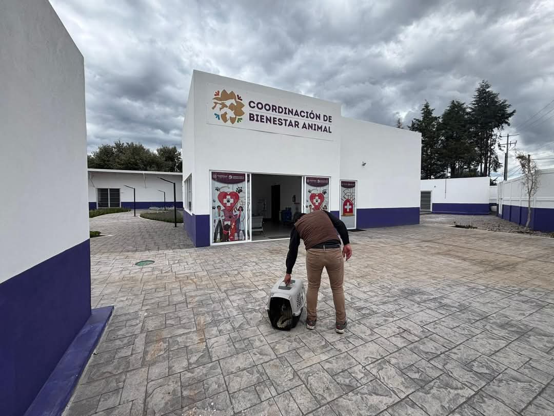 Rescatan a perrita maltratada en Tlaxcala; piden denunciar abusos