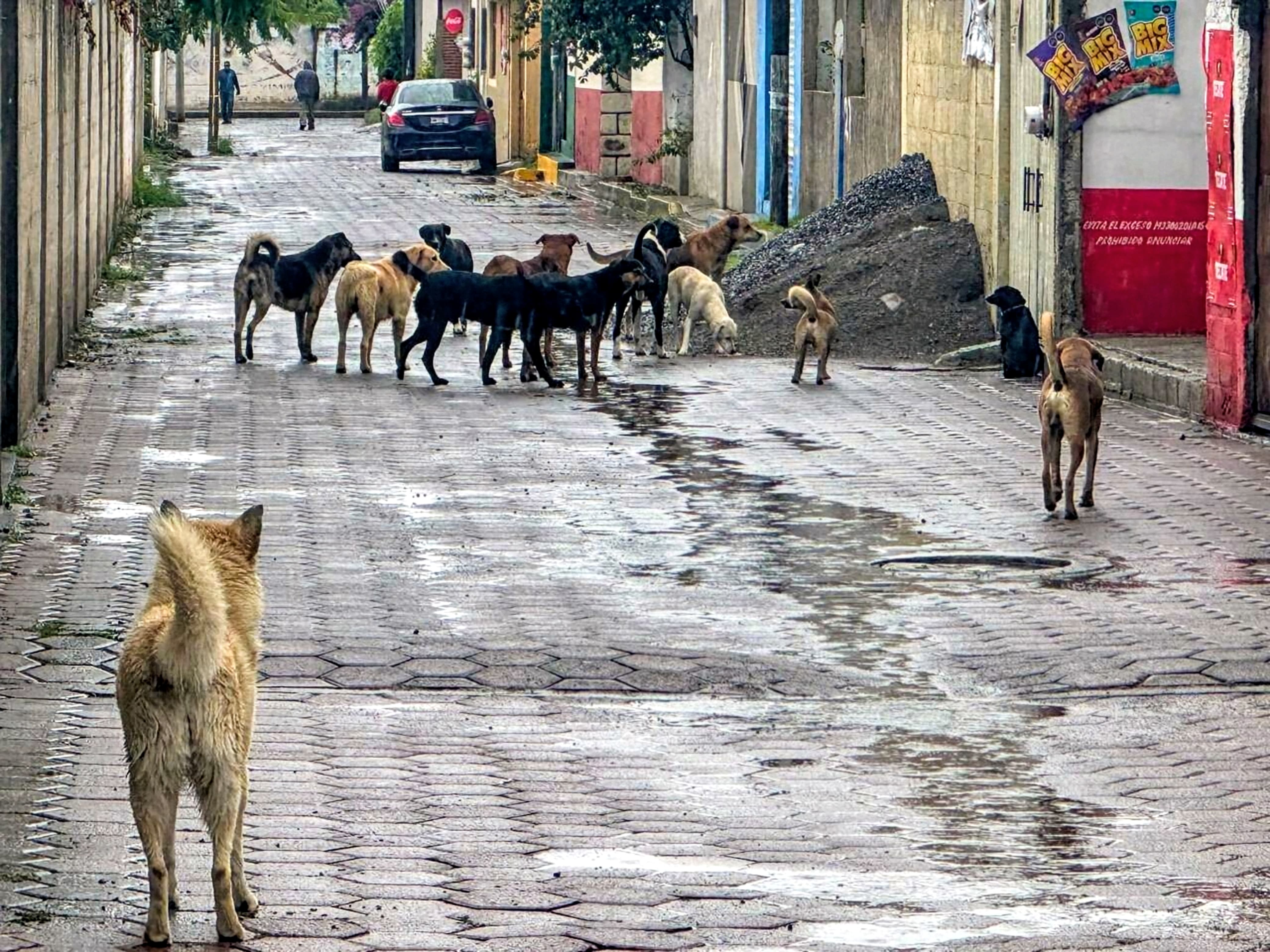 Sociedad y gobierno, responsables del incremento de perros en calles: OCPA