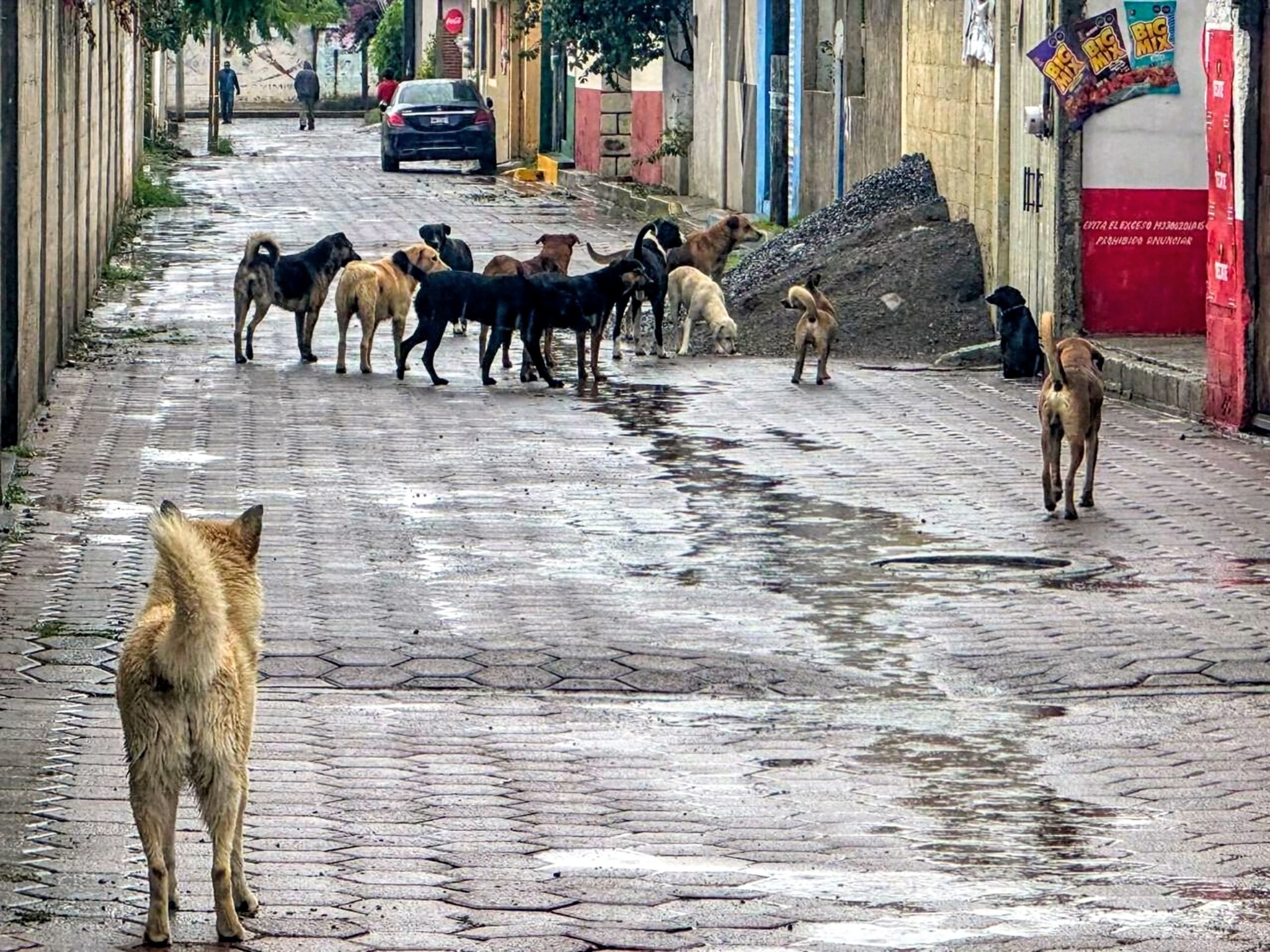 Perros callejeros en Tlaxcala: OCPA advierte crisis de salud pública
