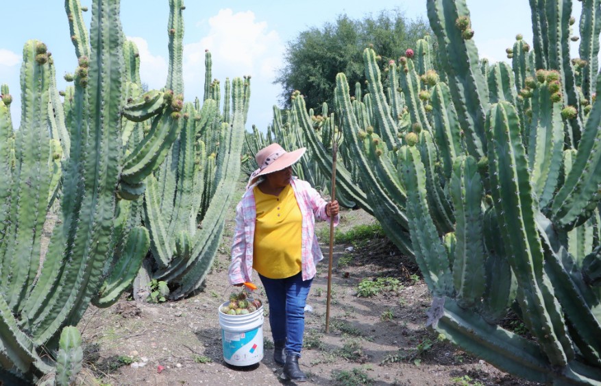 Foto: Cortesía Puebla exporta 7 toneladas de pitaya a Estados Unidos