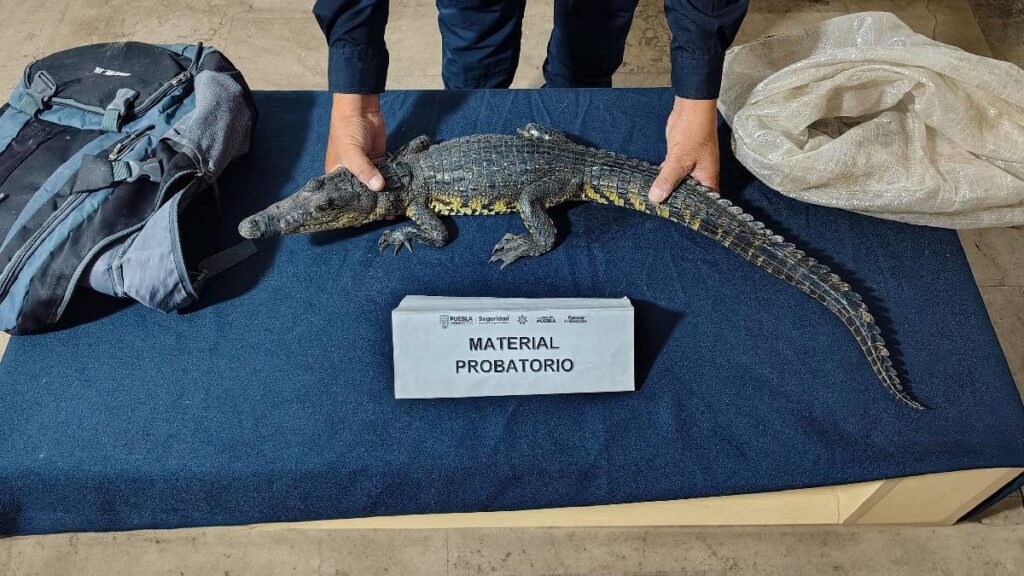 Foto: Cortesía Encuentran cría de cocodrilo de pantano dentro de mochila en el Zócalo de Puebla