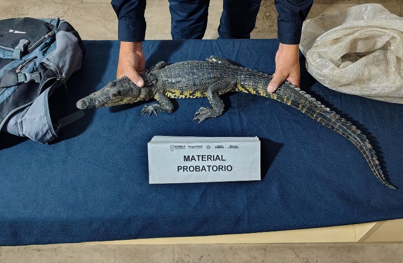 Foto: Cortesía Descubren cocodrilo en el corazón de Puebla capital