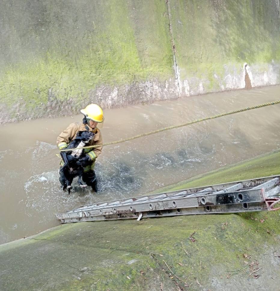 Por: Cortesía Lula Pineda Rescatan con éxito a perrito que cayó al Río Rabanillo en Santiago Momoxpan