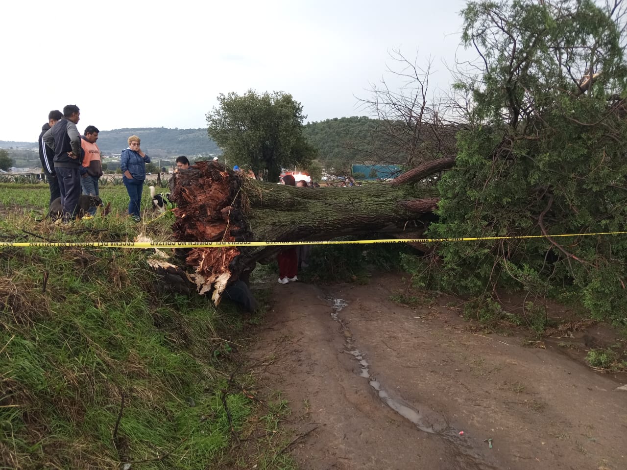 Árbol colapsa y aplasta a adulto mayor en Nanacamilpa