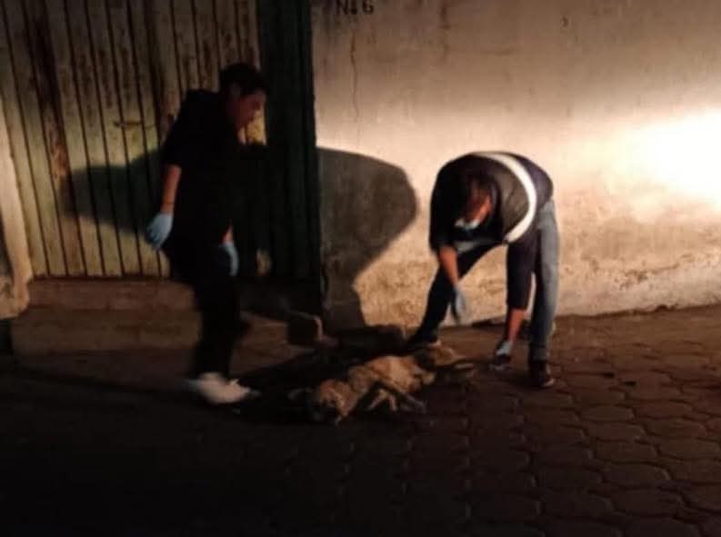 Foto: Especial Inquieta la falta de peritaje en caso de perros envenenados: OCPA