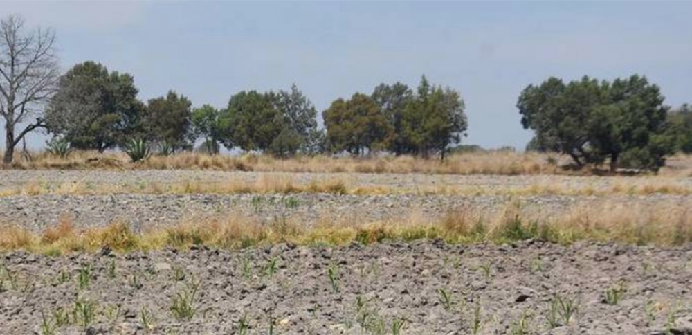 Más de 50,000 Hectáreas Abandonadas en Tlaxcala: Buscan Alternativas Rentables para el Campo