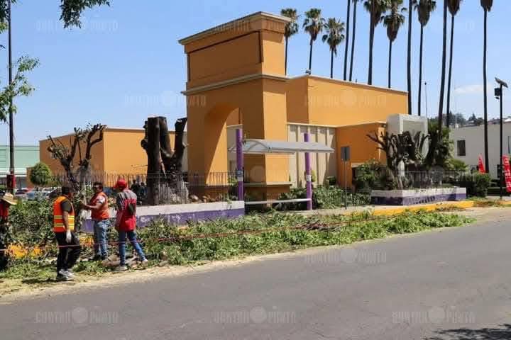 Ambientalistas buscan proteger árboles en la capital tras poda excesiva