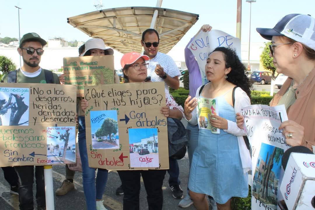 Foto: Especial Ambientalistas buscan proteger árboles en la capital tras poda excesiva