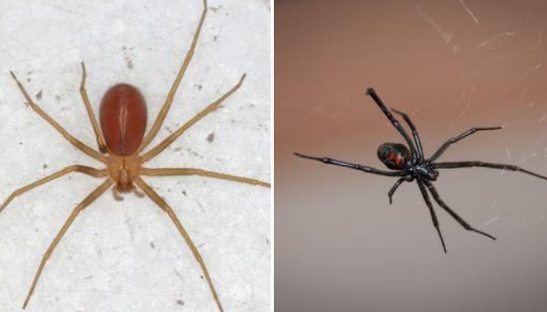 Foto: Cortesía ¿Cuál es la araña más peligrosa en México: violinista o viuda negra?