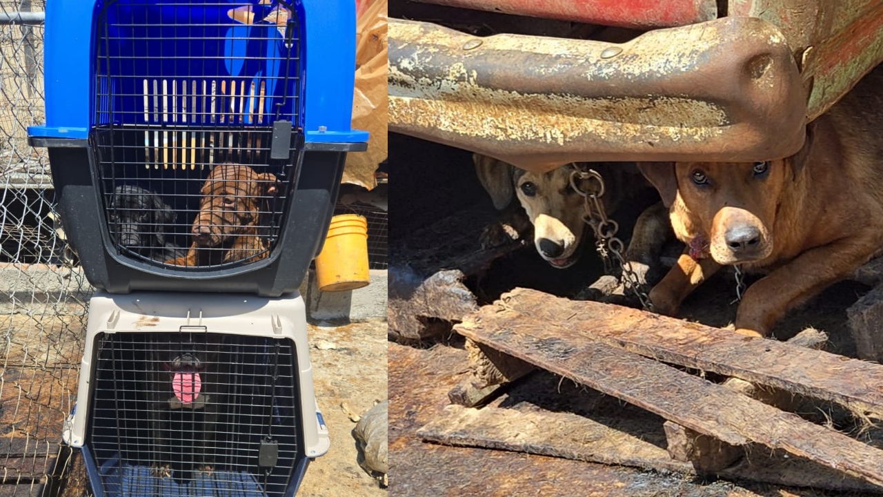 Foto: Cortesía Rescate de 100 perros en Mexicaltzingo: Venta de carne de perro destapadaRescate de 100 perros en Mexicaltzingo: Venta de carne de perro destapada