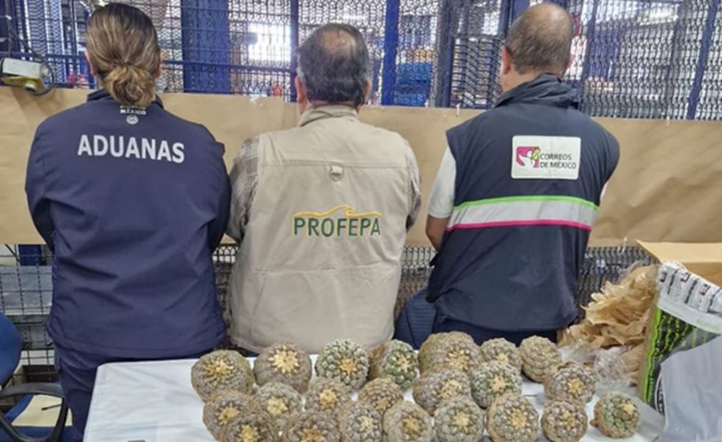 Foto: Cortesía La Profepa asegura peyotillo en el AICM