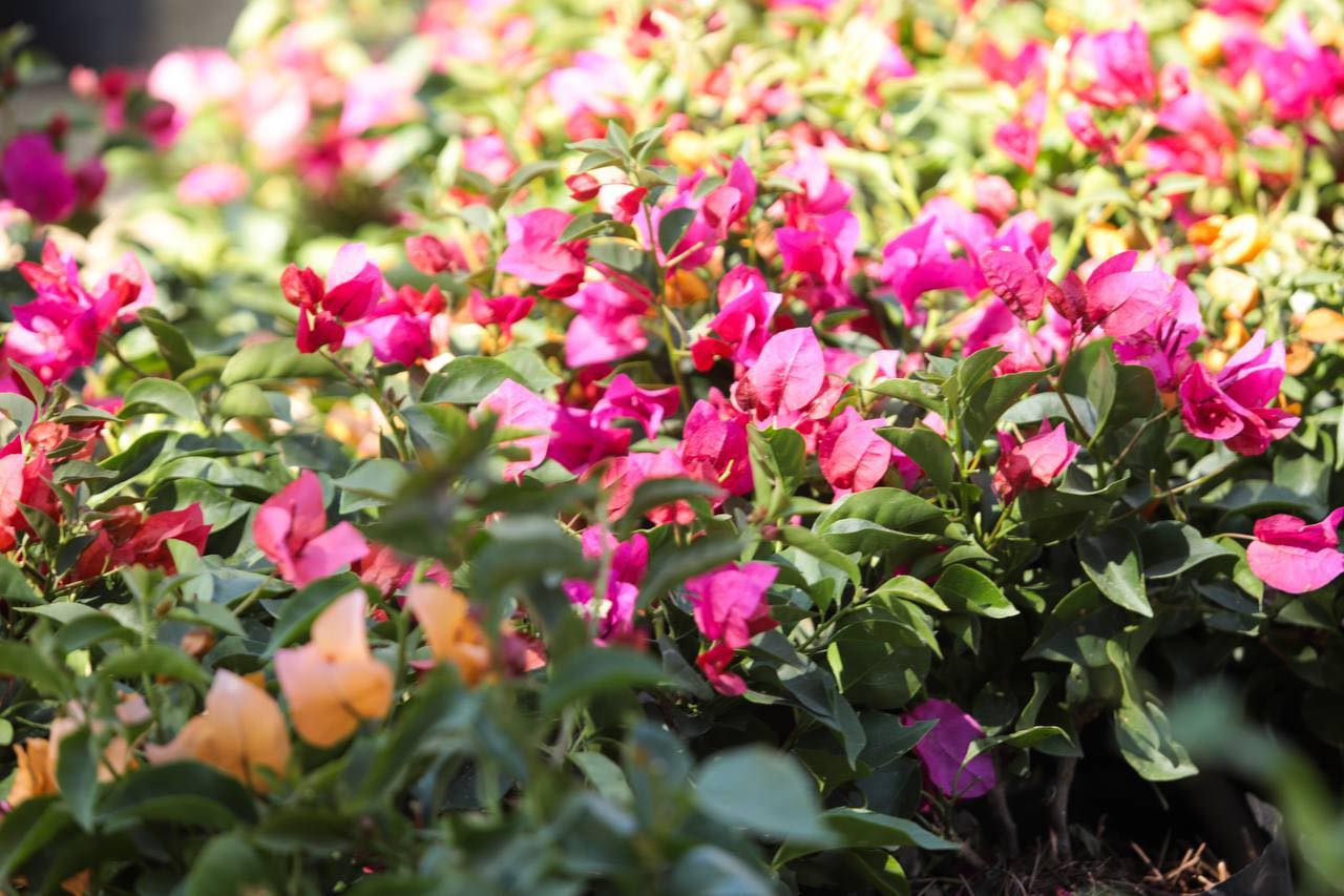 encabeza gct jornada de adopciónde arboles 6