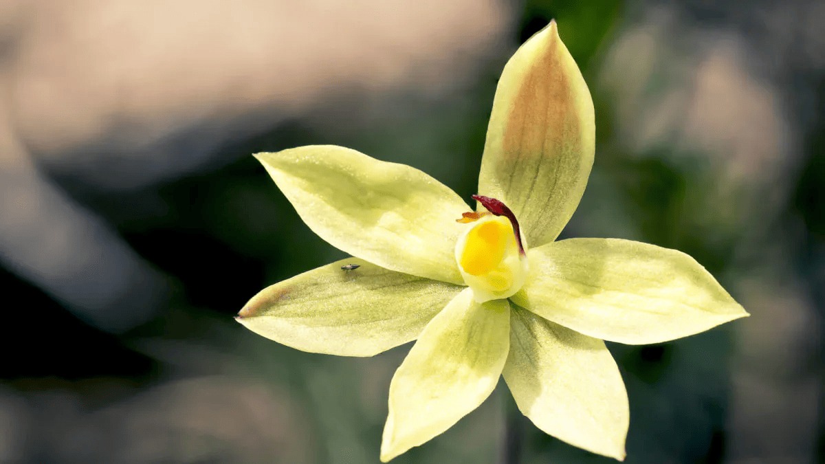 Foto: Cortesía  La vainilla mexicana, en peligro de extinción por la falta de polinizadores y el cambio climático