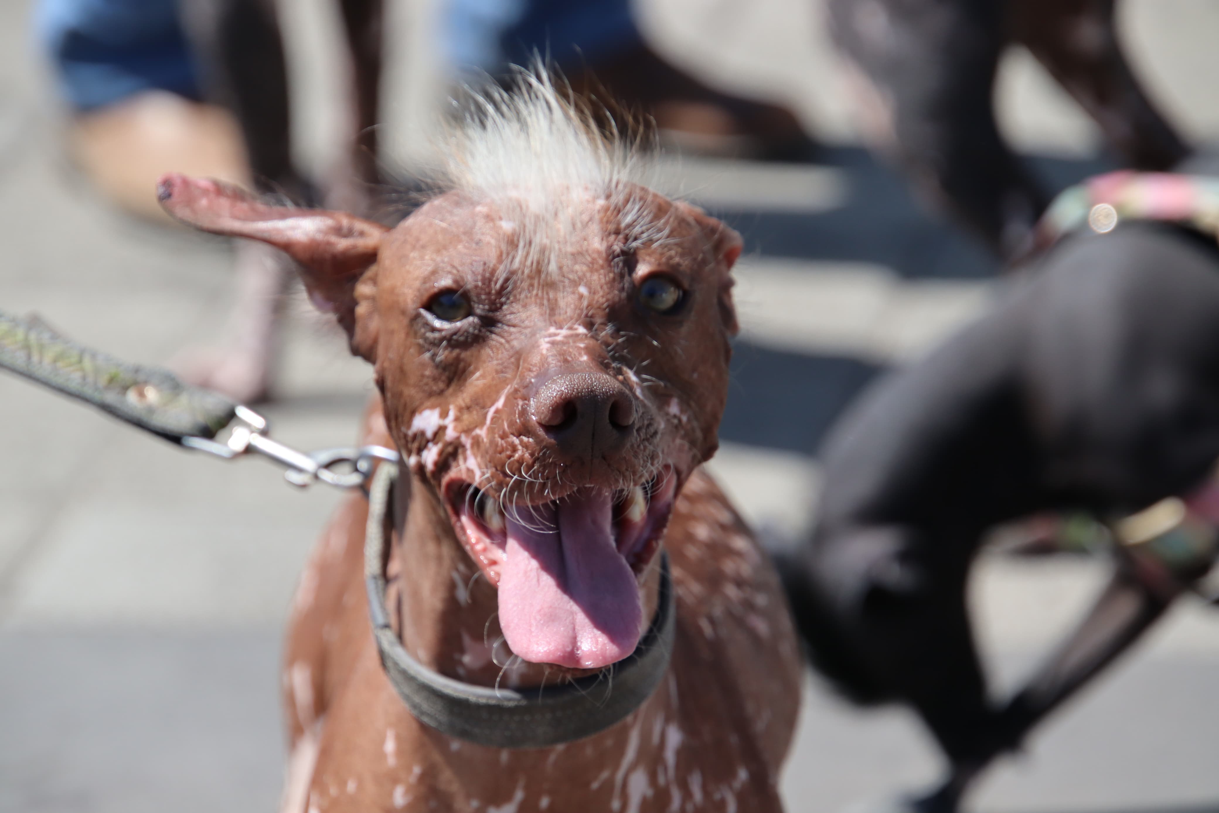 con exito concluye festiv equi 2025 spch 5